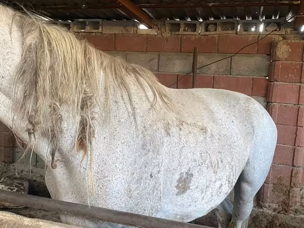 Égua, Cavalos