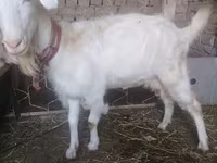 Koza, Russian White goat — foto 3