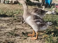 Geese — 照片 1