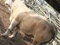 Bulle, Simmental cattle — Foto 6