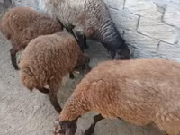 Sheep, Sheep — photo 4
