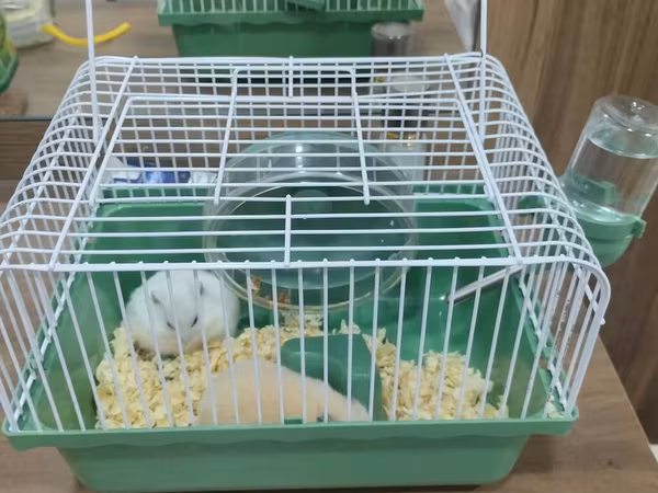 Siçança (hamster) qəfəsi və aksessuarları - Kompakt ölçülü, yaşıl