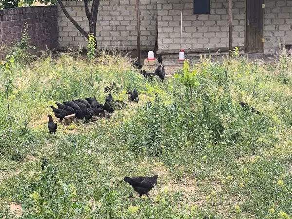 Australorp — Azərbaycan