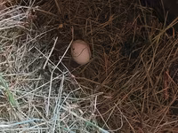Australorp — photo 6