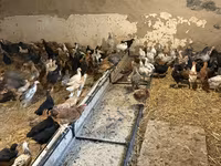 Chickens — photo 7