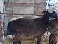 Carneiro, Blackheaded Persian sheep — foto 3