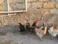 Chickens — Foto 4