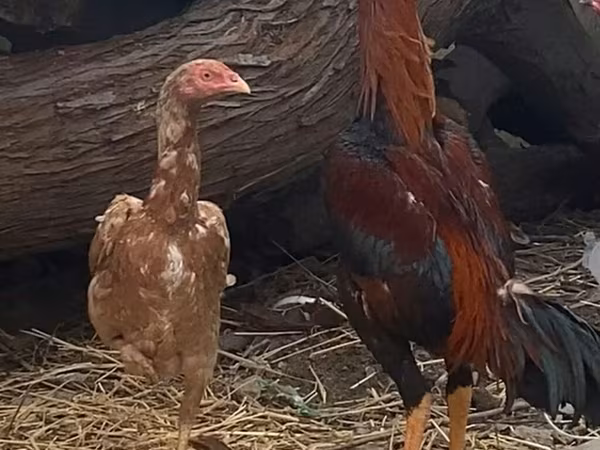 Chickens — Azerbaijan