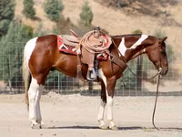 At, American paint horse — foto 6