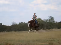 Cavalo, Quarter Horse — foto 5