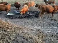 Vaca, Simmental cattle — foto 1