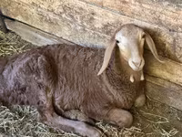 Qoyun, Afghan Arabi sheep — foto 4
