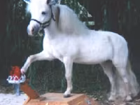 Stute, Miniature horse — Foto 8