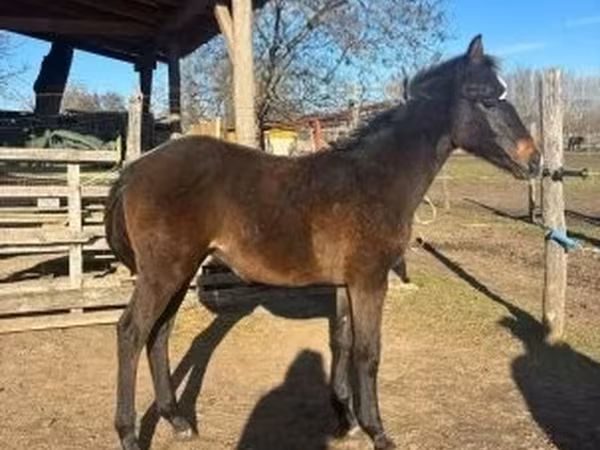 Koń, Hungarian horse breed