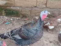 Turkeys — photo 1