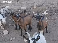 Kozel, Pomellata goat — foto 6