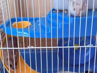 Hamster üçün tam dəst qəfəs Ağ və boz rəngli sevimli xamyaklardır — foto 5