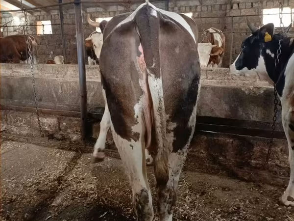İnək, Simmental cattle