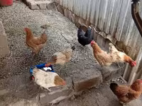 Chickens — Foto 4