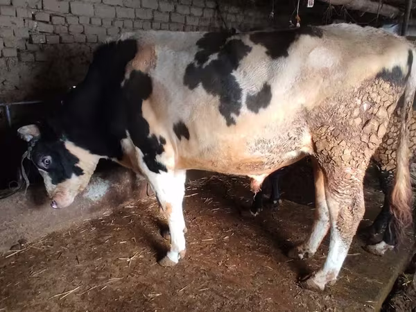 Bulle, Simmental cattle