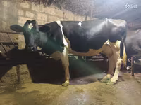 Kuh, Holstein-Rasse — Foto 1