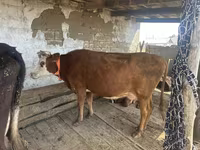 Krowa, Latvian Blue cattle — zdjęcie 1