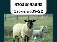 كبش, Gorkov sheep — الصورة 1