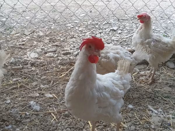 Chickens — Azərbaycan