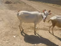 Goats (batch, sex not specified), Goats — photo 8