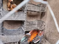Chickens — الصورة 1