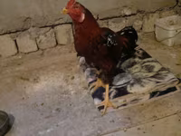 Chickens — 照片 8