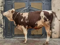 Buğa, Simmental cattle — foto 4