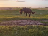Кобила, Kazakh horse — фото 3