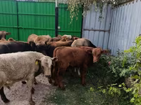 सांड, मवेशी — फ़ोटो 5