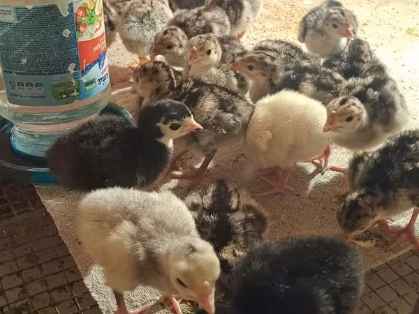 Chickens — Azerbaijan