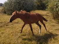 At, Atlar — foto 1