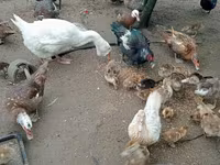 Ducks — الصورة 1