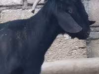 Keçi, Anatolian Black goats — foto 2