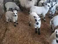 كبش, Cerry Hill sheep — الصورة 4