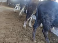 Bull, Cattle — photo 7