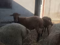 Qoyunlar (partiya, cinsi göstərilməyib), Qoyunlar — foto 5