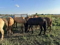 Stute, Horse breed — Foto 7