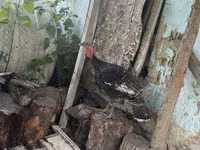 Turkeys — photo 5
