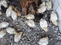 Chickens — foto 1