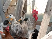Chickens — Foto 3