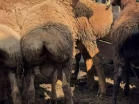 Qoç, Arashan sheep — foto 5