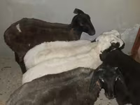 公羊, Sheep — 照片 3