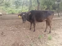 भेड़, भेड़ — फ़ोटो 4