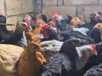 Chickens — foto 3