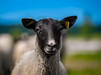 Qoç, Romanov sheep — foto 1